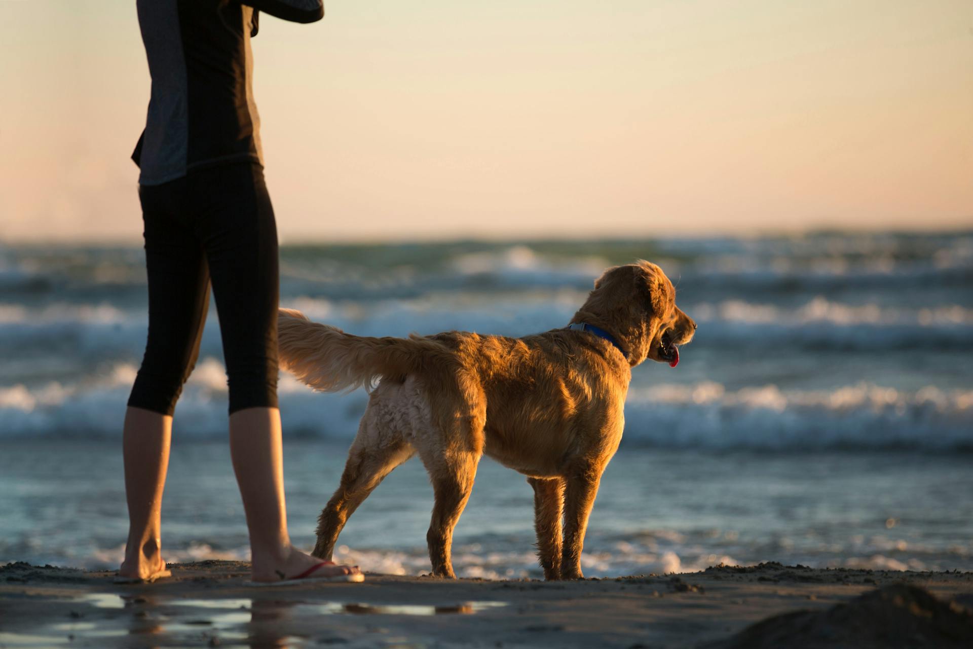 A Comprehensive Guide to Choosing the Right Pet Cremation Urn