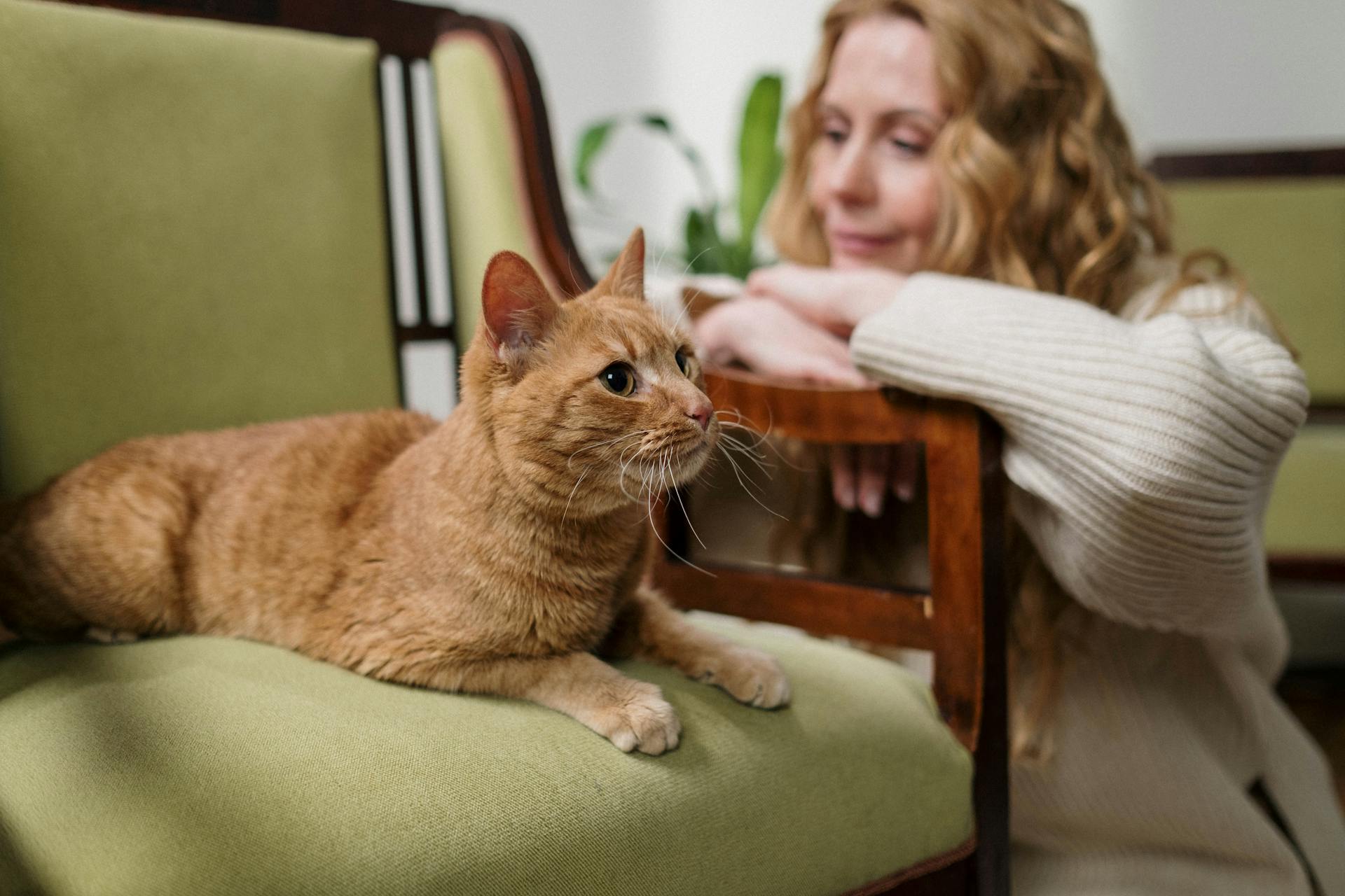 What To Do When Your Cat Passes Away? - Pulvis Art Urns
