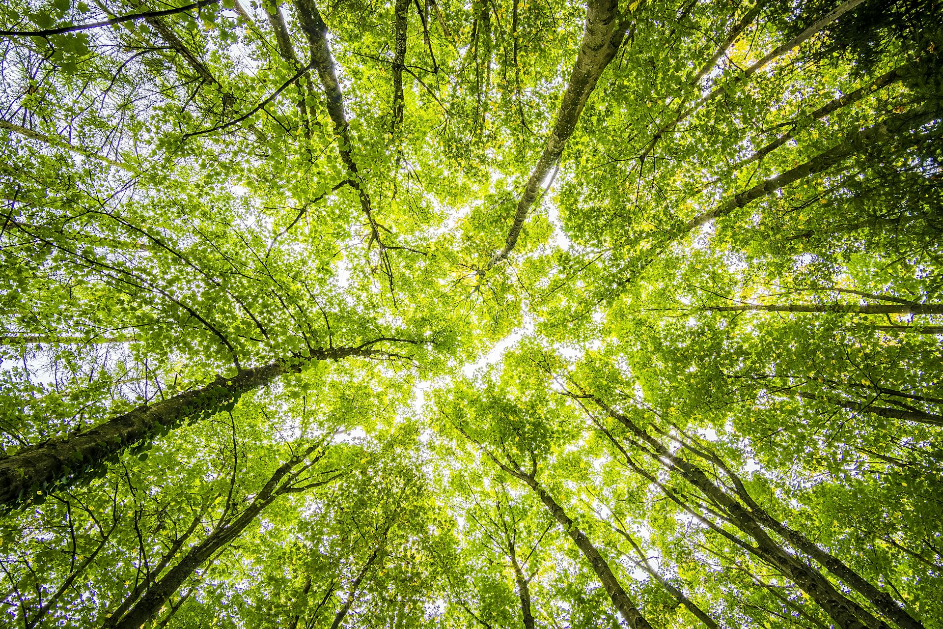 Here's What You Need to Know About Green Burials
