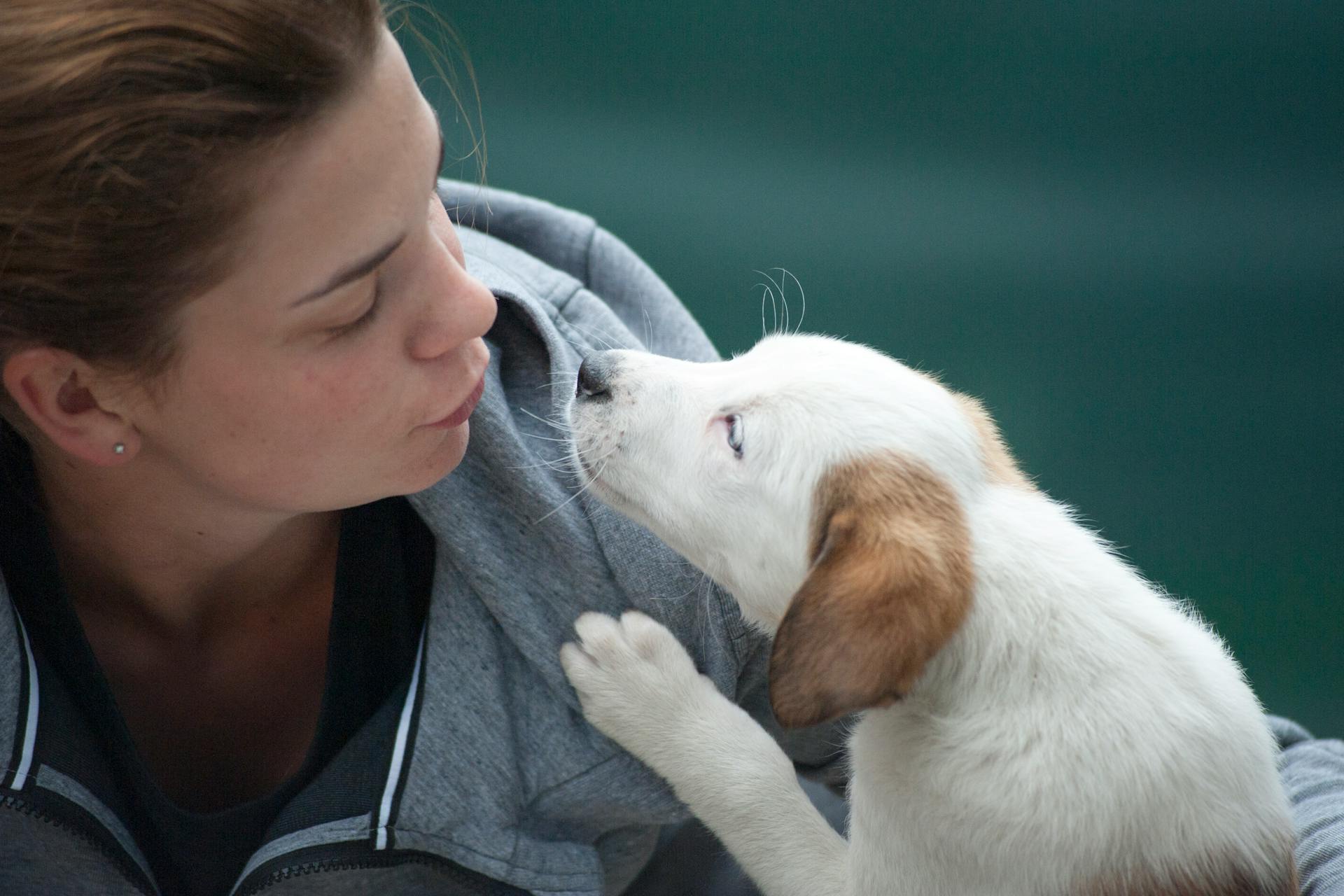 Blog posts 6 Tips to Consider when Saying Goodbye to a Pet. Blog by Pulvis Art Urns