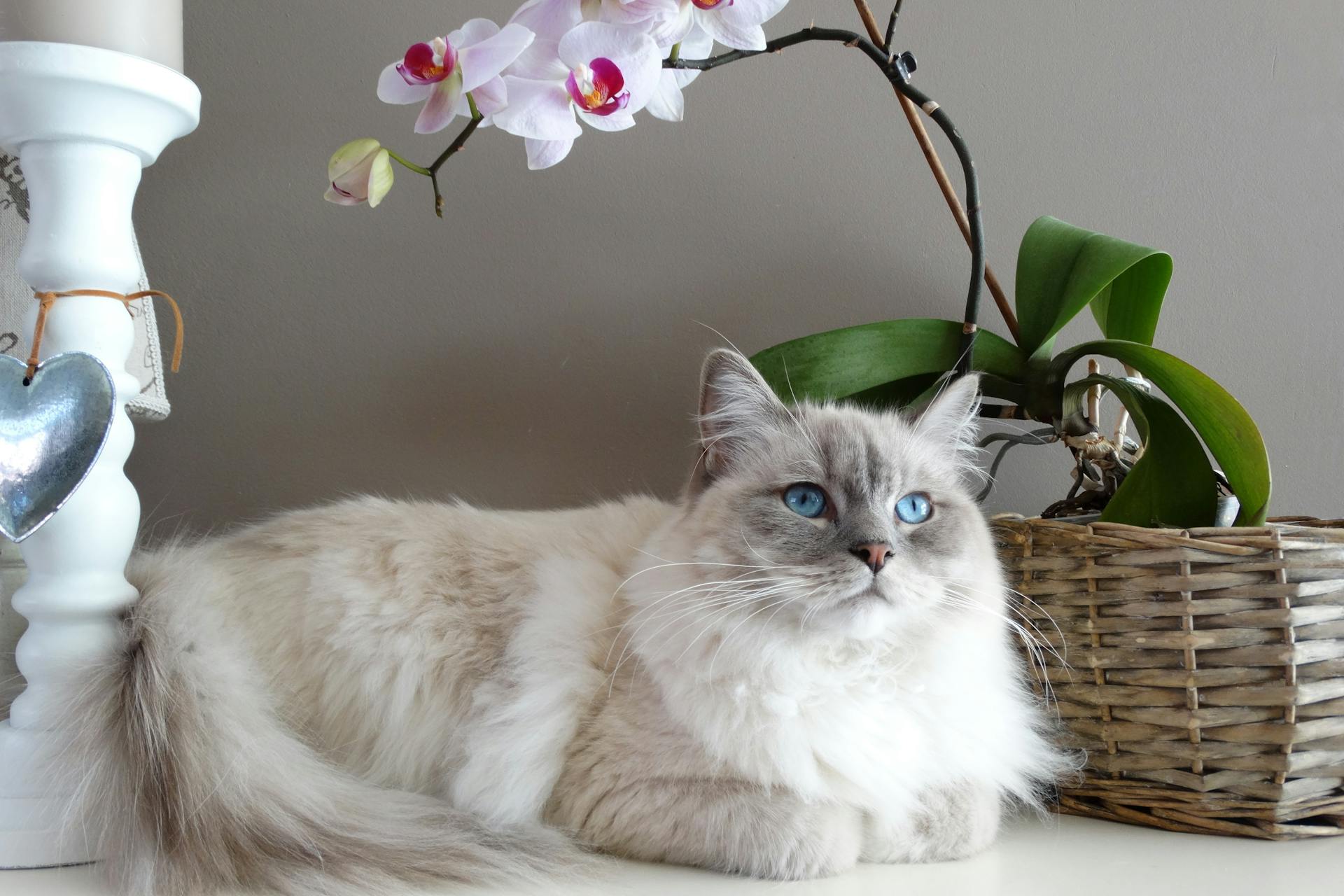 Creating a Memorial Space at Home for Your Pets