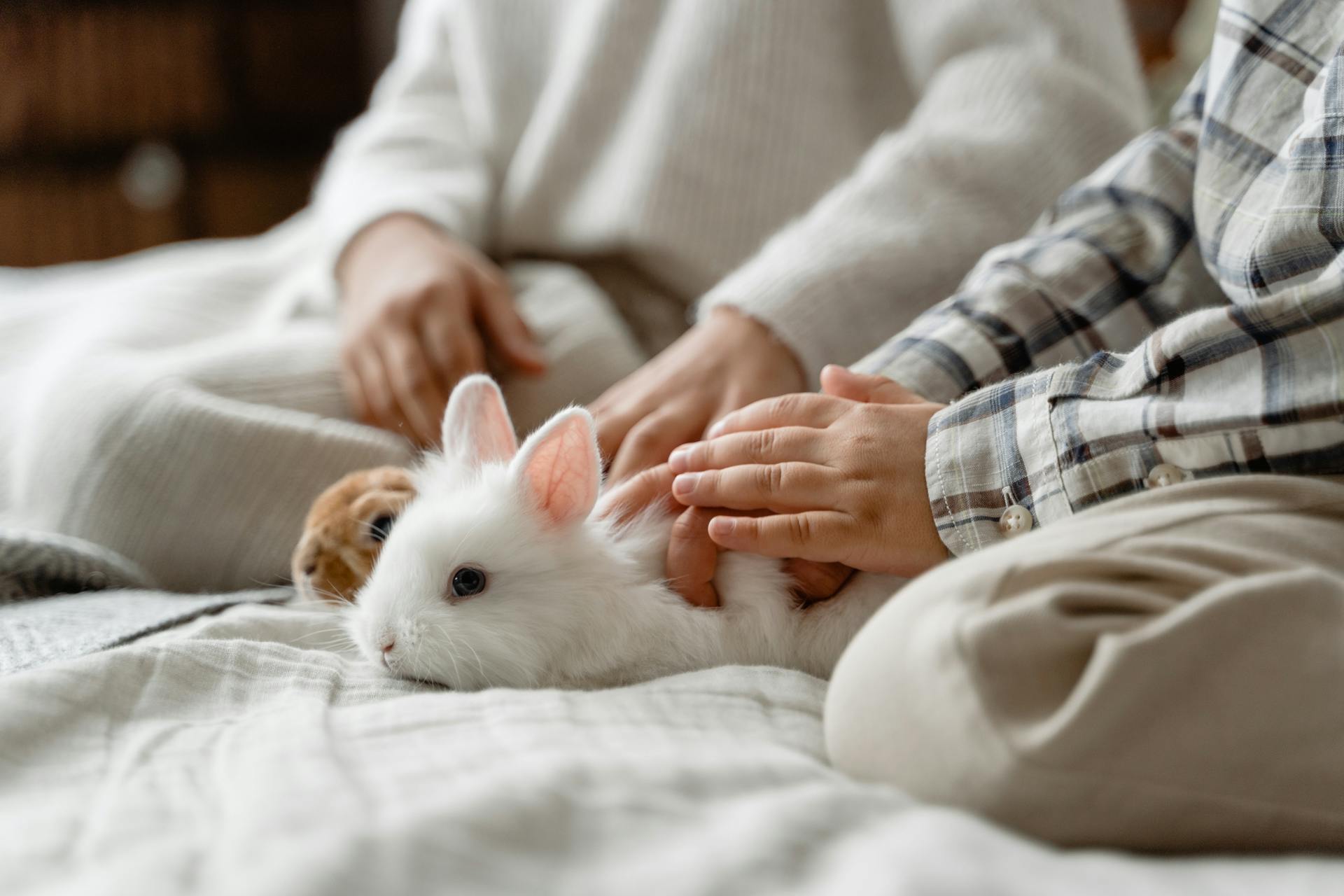 How Much Does It Cost to Cremate a Rabbit?