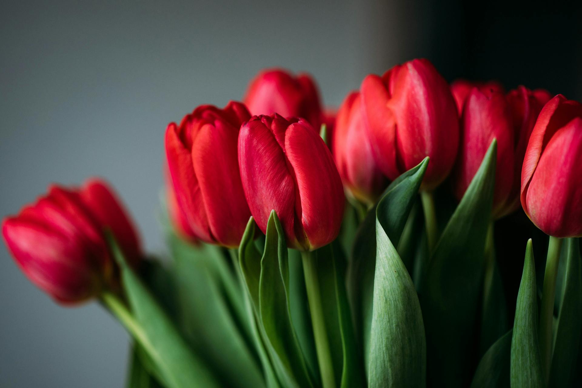 Tulip Symbolism: Unlocking the Meaning Behind These Beautiful Flowers - Pulvis Art Urns