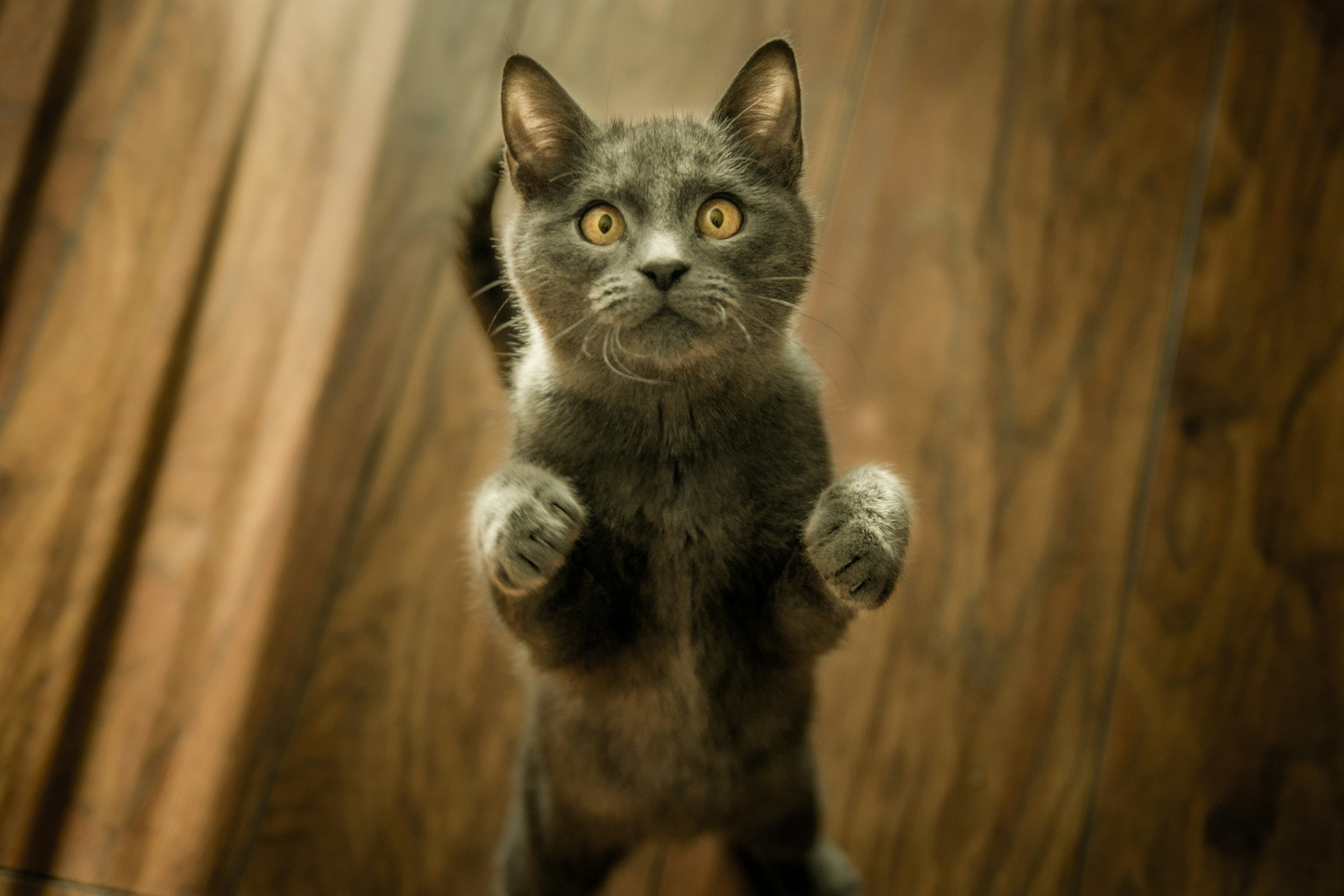 15 Things To Do with the Cremated Ashes of Your Pet - Pulvis Art Urns