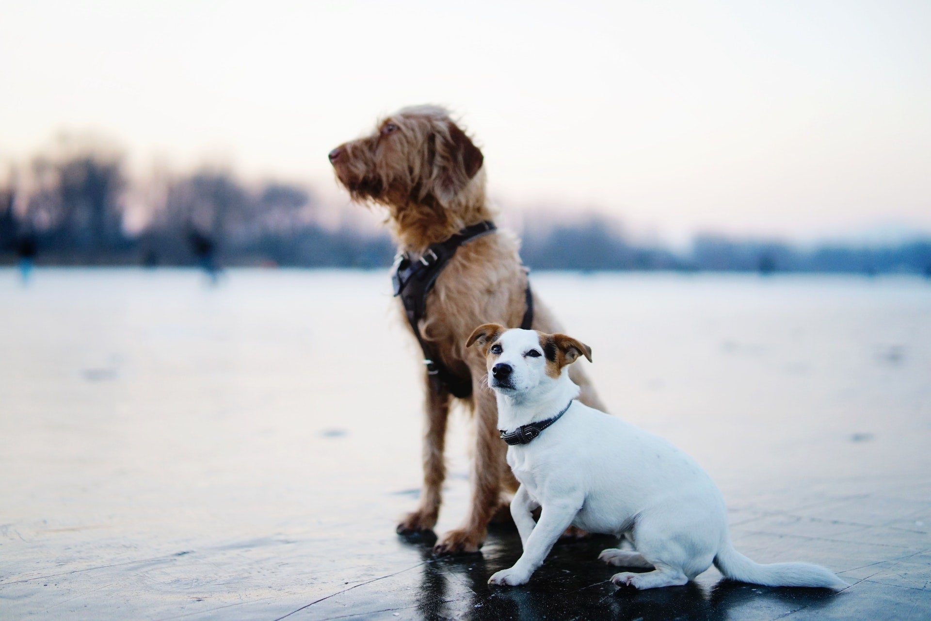 The Ultimate Pet Size Guide for Choosing the Right Pet Urn - 2023