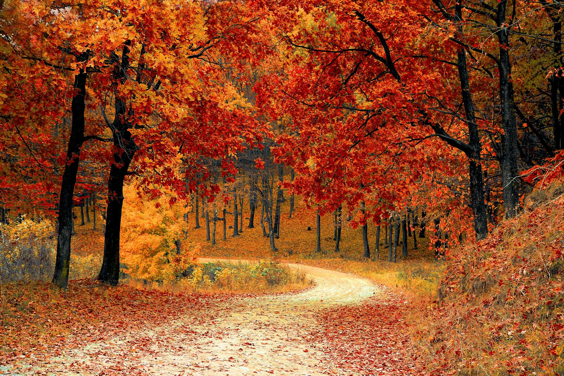 “Our body are only wilted leaves on the tree of life” - Albert Einstein